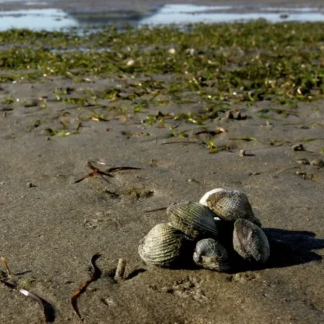 Estuary day Estuary day